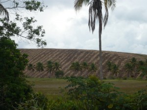 Cana de Açucar - Sugar Cane