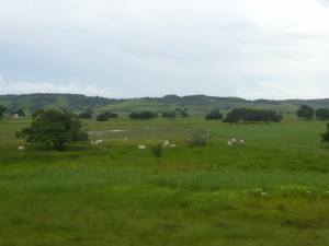 cattle - gado