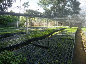 Mudas - Seedlings